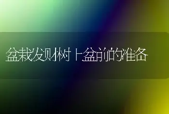 盆栽发财树上盆前的准备