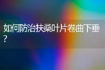 如何防治扶桑叶片卷曲下垂?