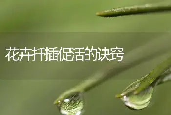 花卉扦插促活的诀窍