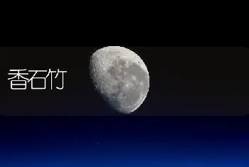 香石竹