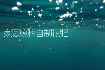 富贵竹