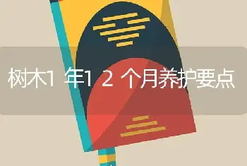 树木1年12个月养护要点