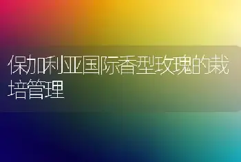 保加利亚国际香型玫瑰的栽培管理