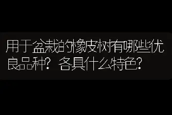 黄水仙的栽培技术