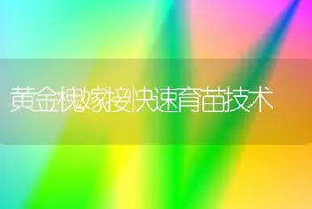 黄金槐嫁接快速育苗技术