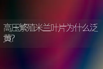 高压繁殖米兰叶片为什么泛黄?