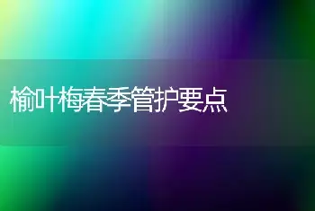 榆叶梅春季管护要点