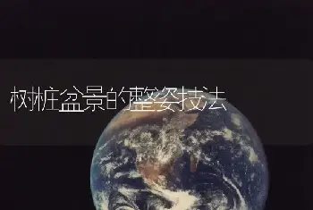 树桩盆景的整姿技法