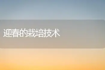 迎春的栽培技术