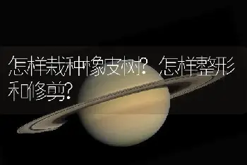 怎样栽种橡皮树?怎样整形和修剪?