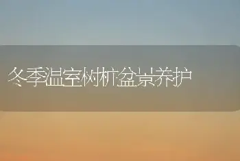 冬季温室树桩盆景养护