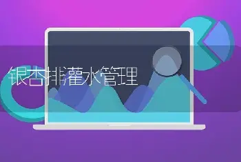 银杏排灌水管理