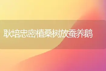 耿培忠密植桑树放蚕养鹅