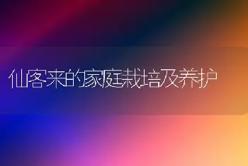 仙客来的家庭栽培及养护