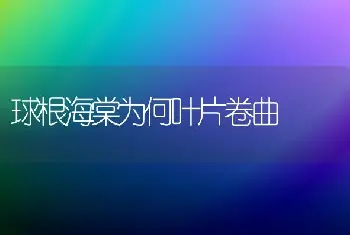 球根海棠为何叶片卷曲