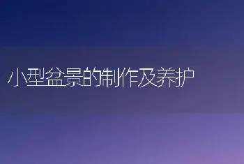 小型盆景的制作及养护