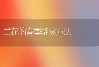 兰花的春季翻盆方法