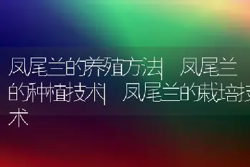 凤尾兰的养殖方法|凤尾兰的种植技术|凤尾兰的栽培技术