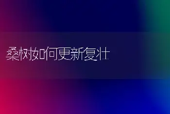 桑树如何更新复壮