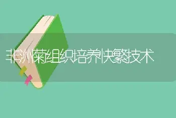 非洲菊组织培养快繁技术