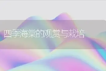 四季海棠的观赏与栽培