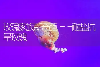 玫瑰家族新奇葩――耐盐抗旱玫瑰