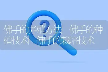 佛手的养殖方法|佛手的种植技术|佛手的栽培技术