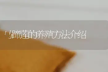 马蹄莲的养殖方法介绍