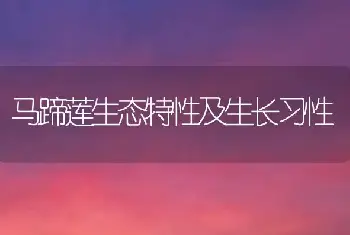 马蹄莲生态特性及生长习性