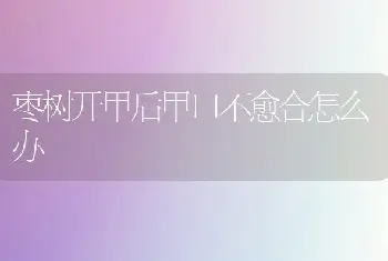 枣树开甲后甲口不愈合怎么办