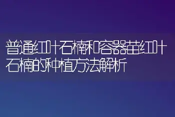 普通红叶石楠和容器苗红叶石楠的种植方法解析