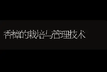 香樟的栽培与管理技术