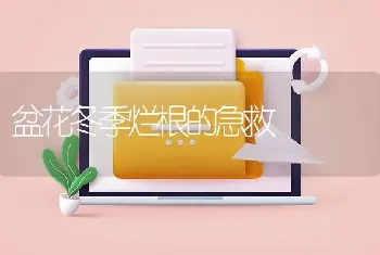 盆花冬季烂根的急救