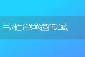 兰州百合鲜鳞茎的贮藏