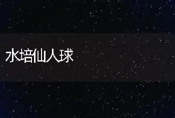 水培仙人球