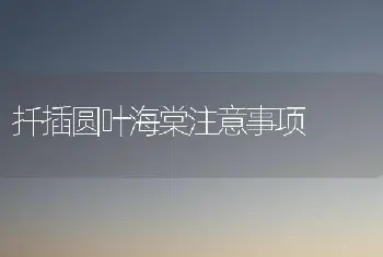 扦插圆叶海棠注意事项