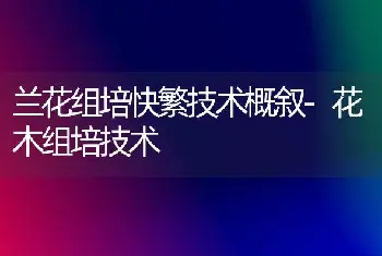 君子兰叶片歪斜怎么办？