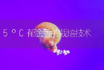 5°C郁金香的栽培技术