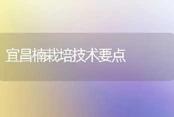 宜昌楠栽培技术要点