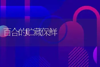 大榕树老桩快速培育