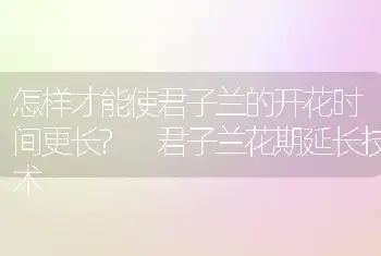 怎样才能使君子兰的开花时间更长? 君子兰花期延长技术