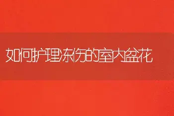 如何护理冻伤的室内盆花