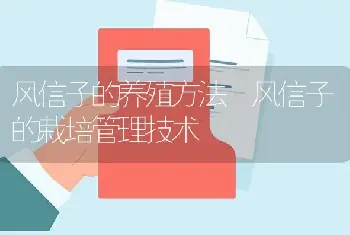 风信子的养殖方法 风信子的栽培管理技术