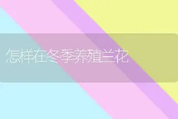 怎样在冬季养殖兰花