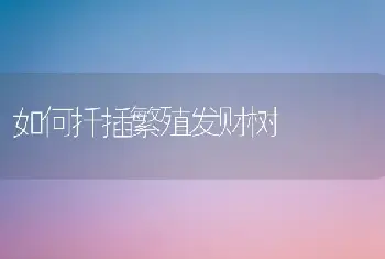 如何扦插繁殖发财树