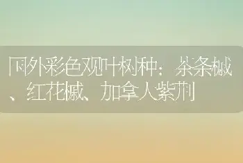 国外彩色观叶树种：茶条槭、红花槭、加拿大紫荆