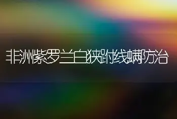 非洲紫罗兰白狭跗线螨防治