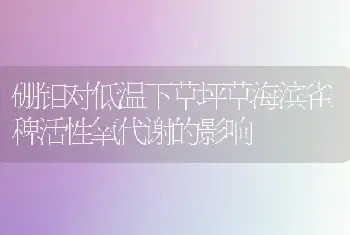 硼钼对低温下草坪草海滨雀稗活性氧代谢的影响