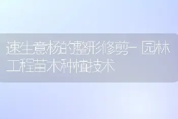 速生意杨的整形修剪-园林工程苗木种植技术