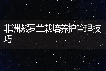 非洲紫罗兰栽培养护管理技巧